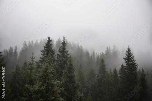 foggy pine trees © Hermann