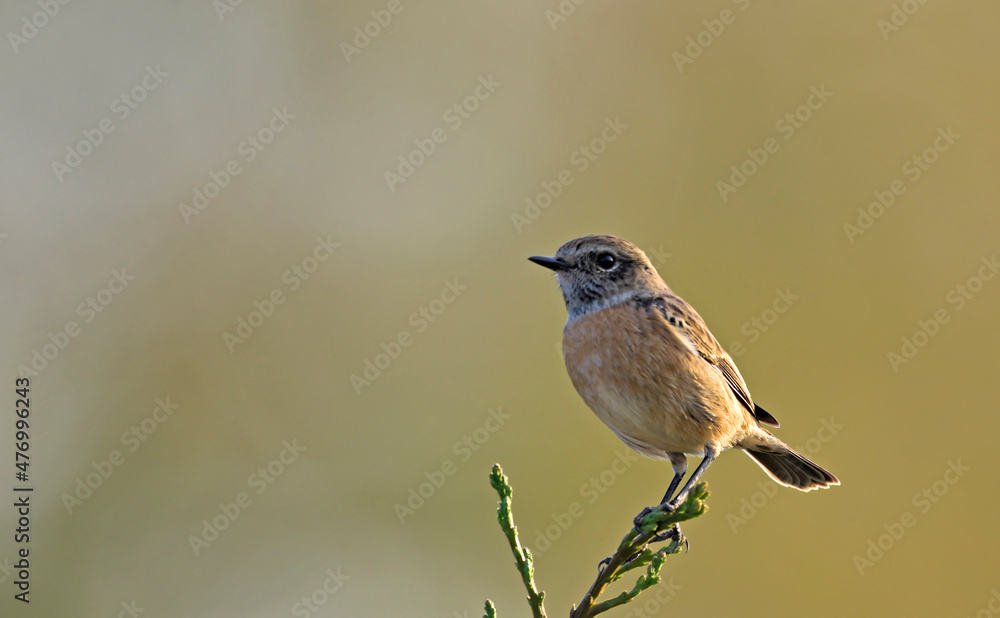 Common Stonechat - Saxicola rubicola, Crete Common Stonechat - Saxicola rubicola, Crete