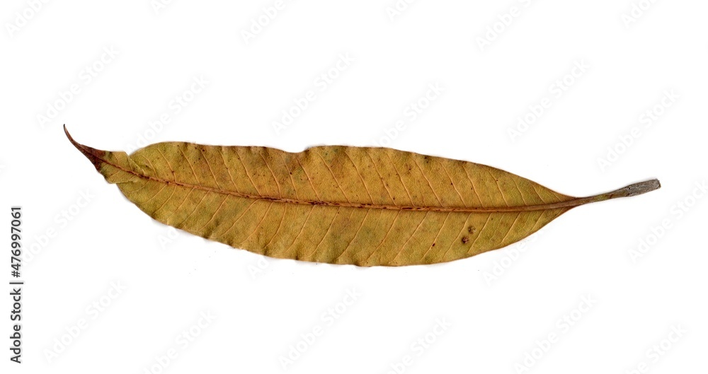 leaf isolated on white background leaf isolated on white background