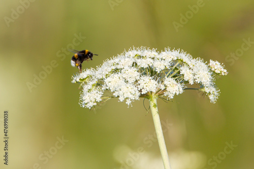 Bumblebee pollinating flowers. 