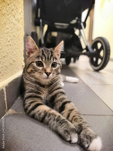 A little kitten is lying on the floor