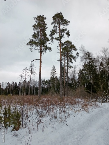 Two pine trees rise above the field
