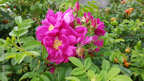 Apple rose, Rosa rugosa