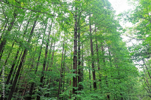 Metasequoia plants in Beijing Botanical Garden