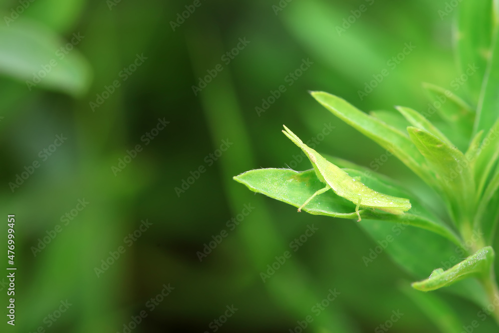 Atractomorpha sinensis in the wild, North China Atractomorpha sinensis in the wild, North China