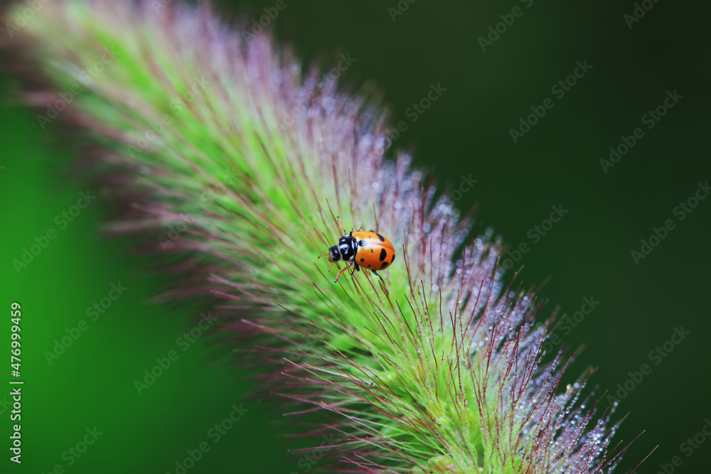 Fototapeta premium Ladybugs on wild plants, North China