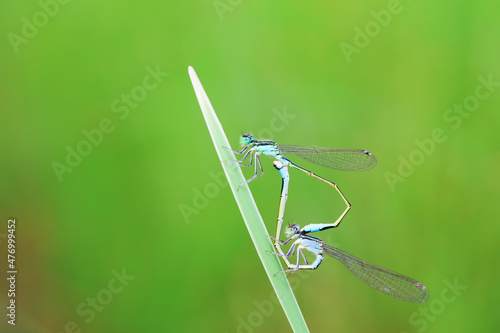 damselfly, a dragonfly insect, North China