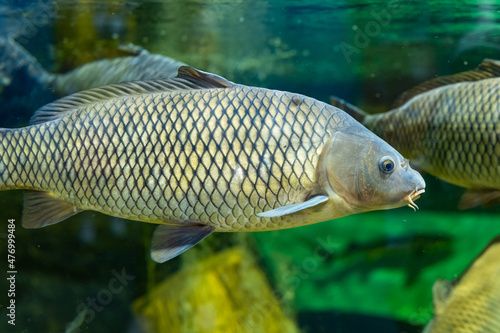 The fish carps. Fish in the Kazan Aquarium. Tourist places of Kazan.