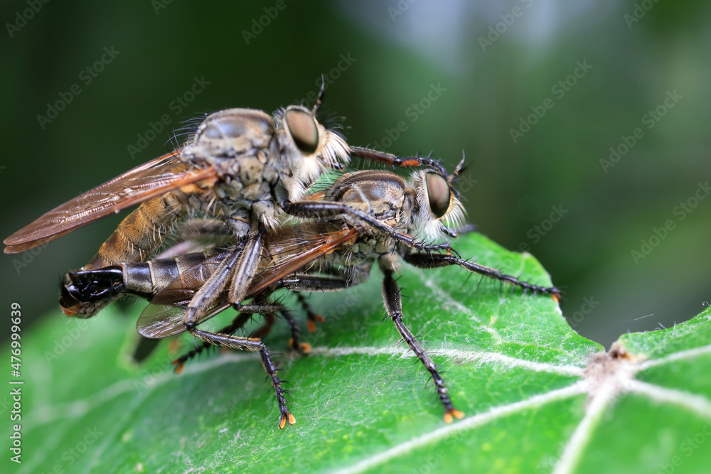 Insectivorous Gadfly in the wild, North China Insectivorous Gadfly in the wild, North China