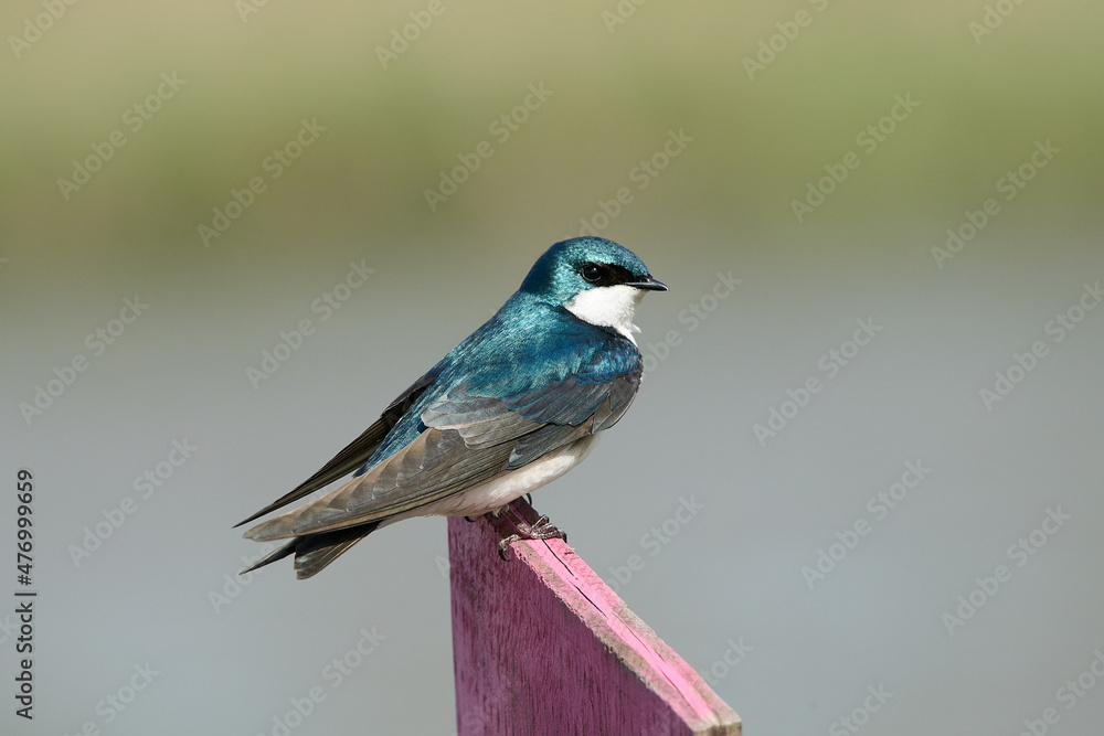 Obraz premium A Tree Swallow sitting on a fence.