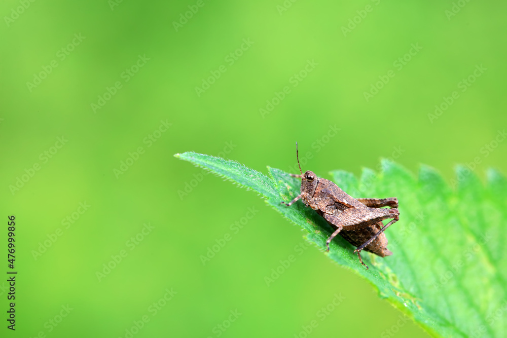 Locusts perch on weeds in North China Locusts perch on weeds in North China