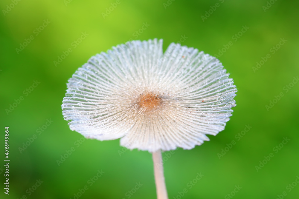 Wild mushrooms in the grass, North China Wild mushrooms in the grass, North China