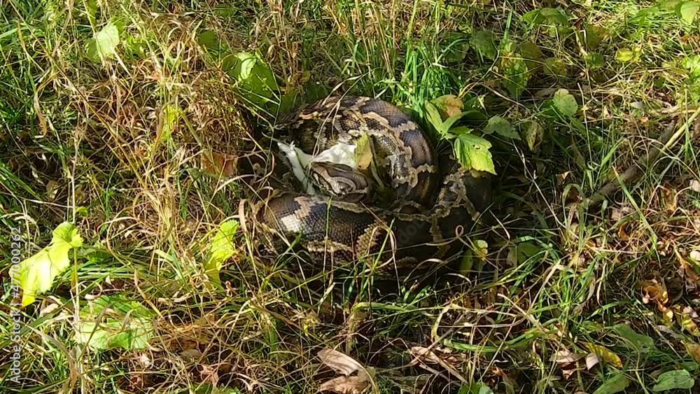 Close-up of a large spotted python snake in the grass, catching its prey. The boa constrictor wants to eat a chicken. The biggest snake in the wild. Close-up of a large spotted python snake in the grass, catching its prey. The boa constrictor wants to eat a chicken. The biggest snake in the wild.