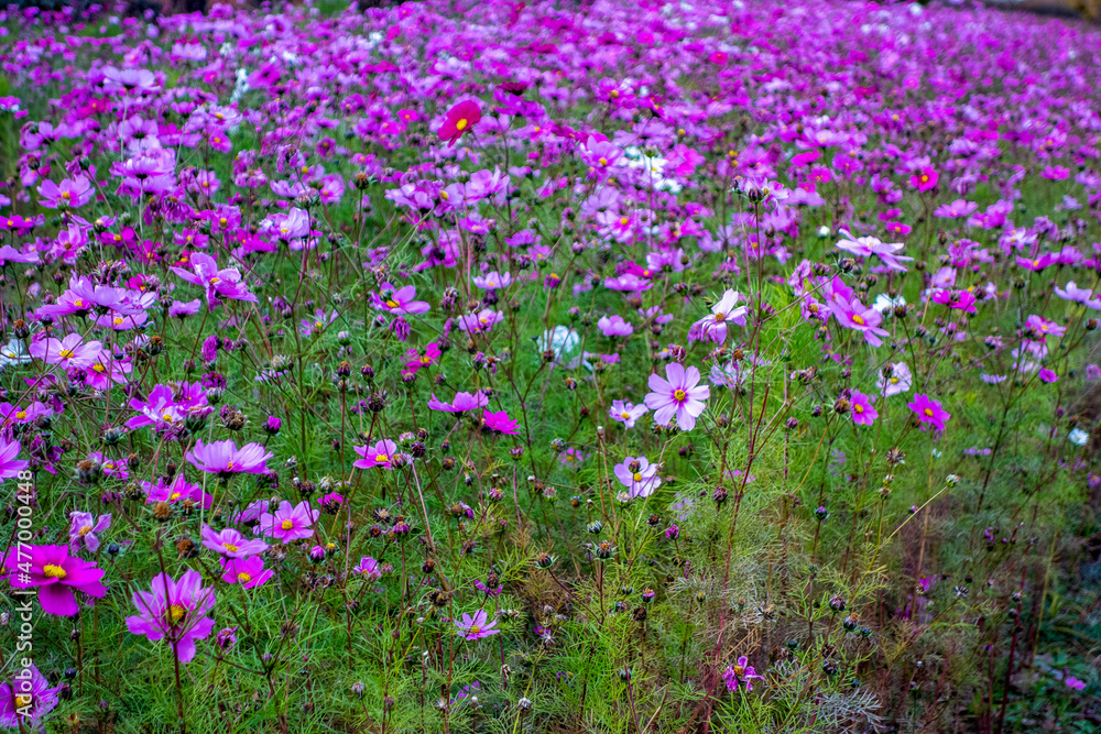 Fototapeta premium field of flowers