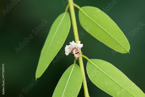 Hemiptera wax Cicadellidae insects on wild plants, North China photo