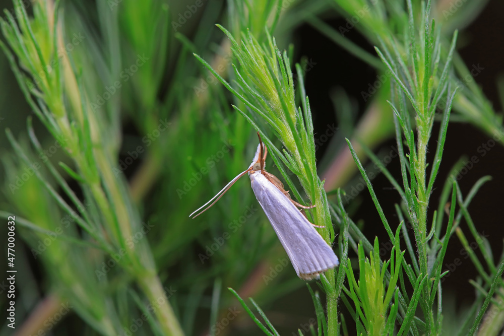 Lepidoptera insects in the wild, North China Lepidoptera insects in the wild, North China