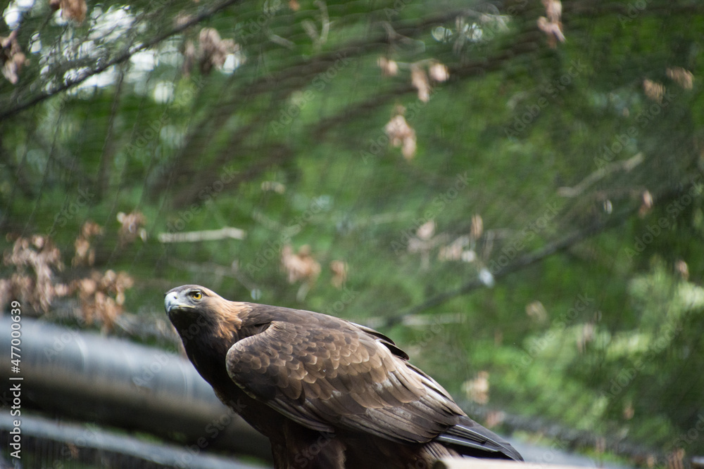 Fototapeta premium 犬鷲