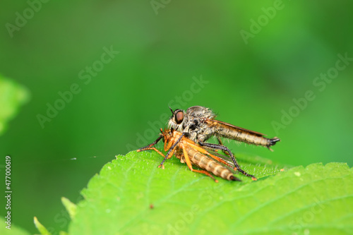 Insectivorous Gadfly in the wild, North China