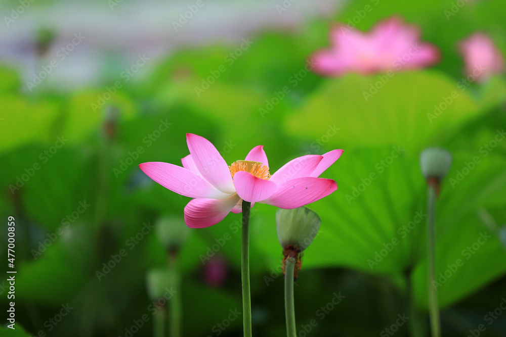 Beautiful lotus in the pond, North China Beautiful lotus in the pond, North China