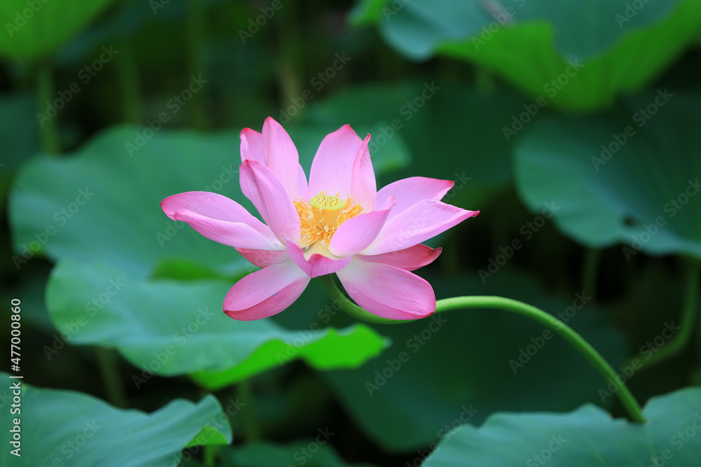 Beautiful lotus in the pond, North China