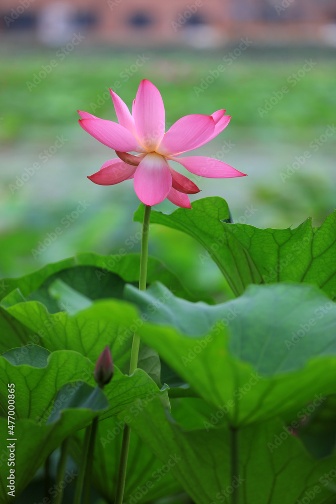 Beautiful lotus in the pond, North China