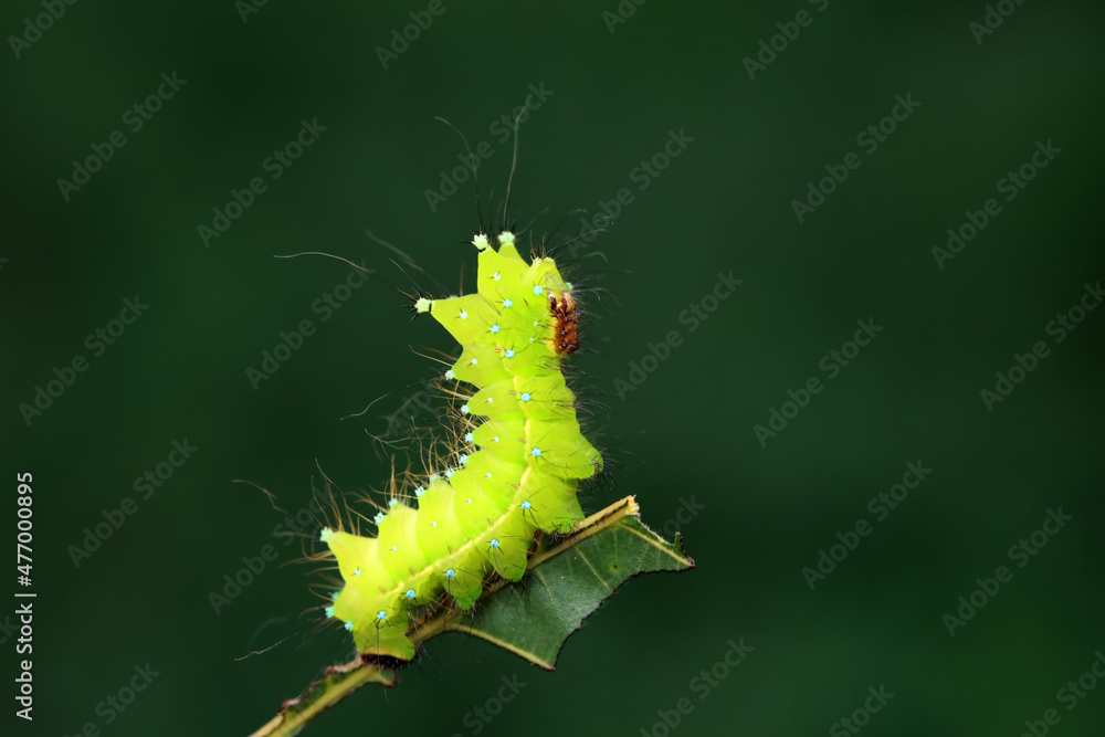 Fototapeta premium Lepidoptera larvae in the wild, North China