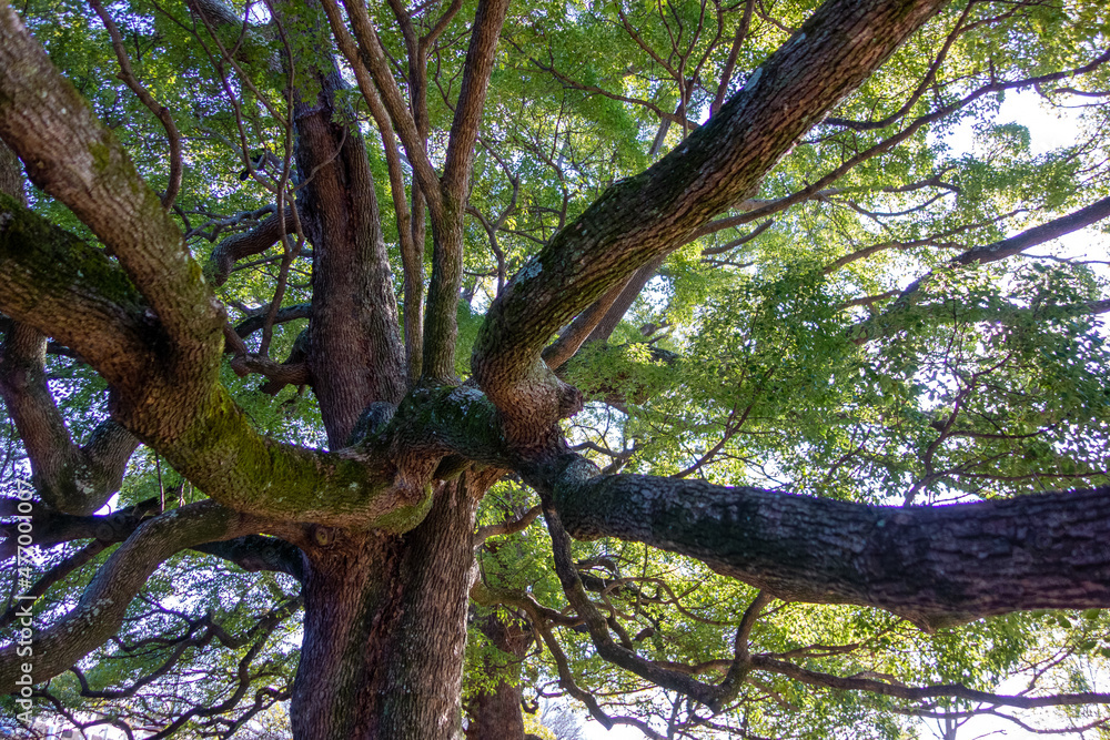 Fototapeta premium tree in the forest