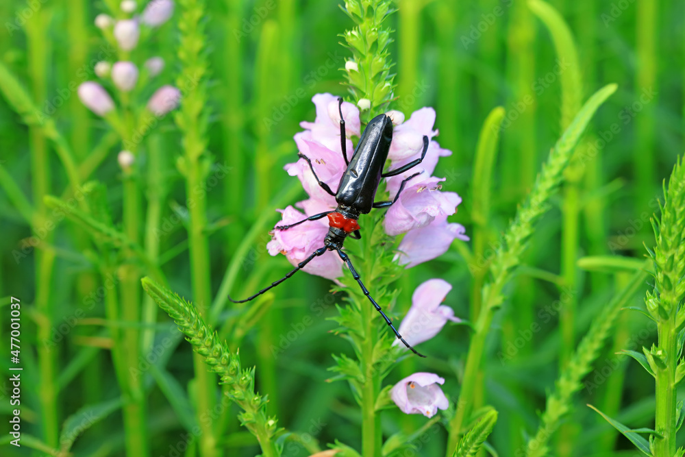 Longicorn on wild plants, North China Longicorn on wild plants, North China
