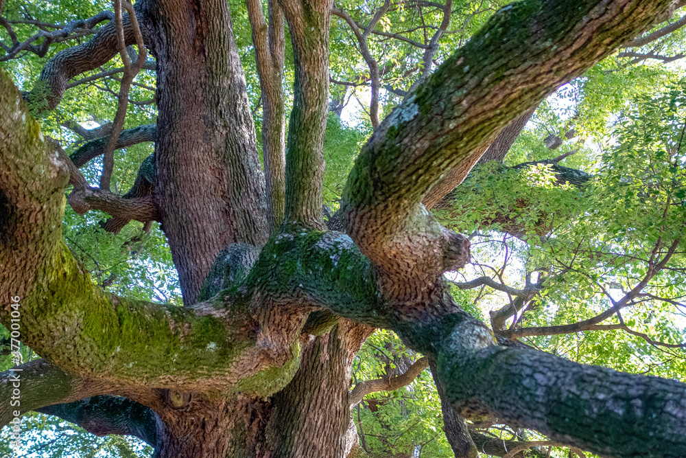 Fototapeta premium tree in the forest