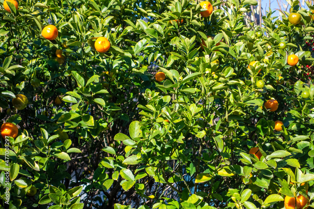 oranges on tree