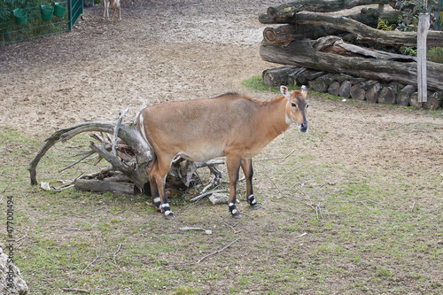 The nilgai (Boselaphus tragocamelus) on the zoo. photo