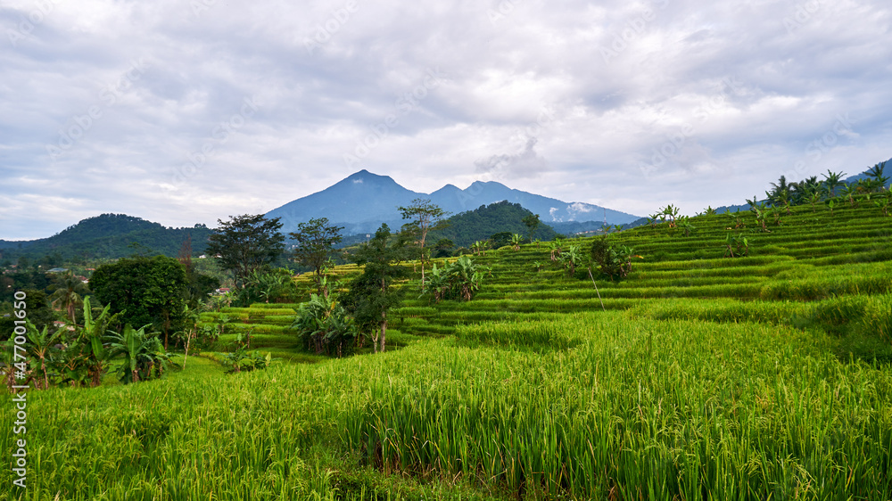 Fototapeta premium Beautiful rice field scenery with mountain background
