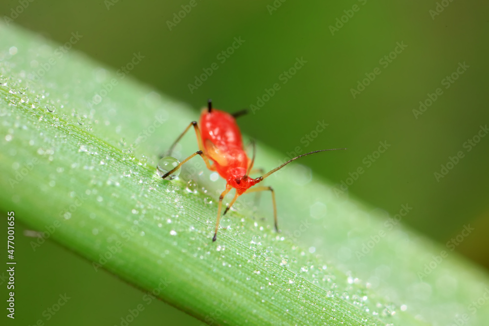 Aphids in the wild, North China Aphids in the wild, North China