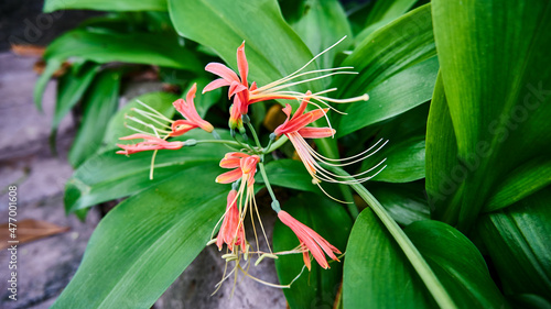 plant Eucrosia bicolor growing fresh photo