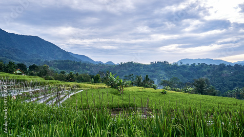 Fototapeta Naklejka Na Ścianę i Meble -  Beautiful rice field scenery with mountain background