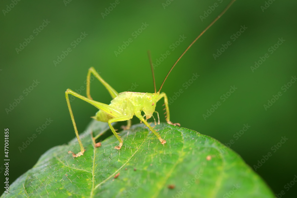 Katydid nymphs in the wild, North China Katydid nymphs in the wild, North China
