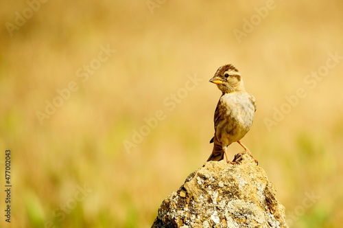 Birds in freedom and in their environment. photo