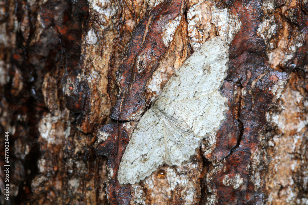 Lepidoptera insects in the wild, North China Lepidoptera insects in the wild, North China