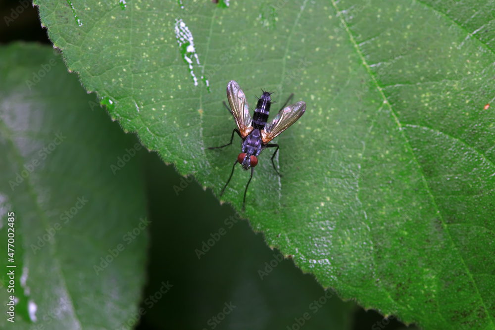 Fototapeta premium Flies on wild plants, North China
