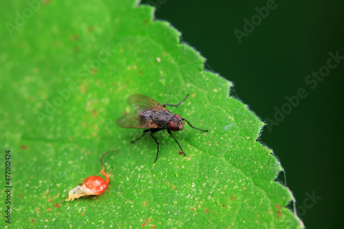 Flies on wild plants, North China