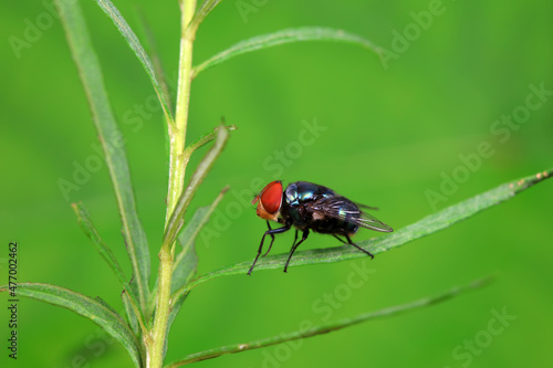 Flies on wild plants, North China