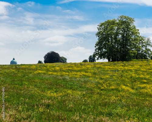 View over a buttercup field with trees and a basilica dome in the background