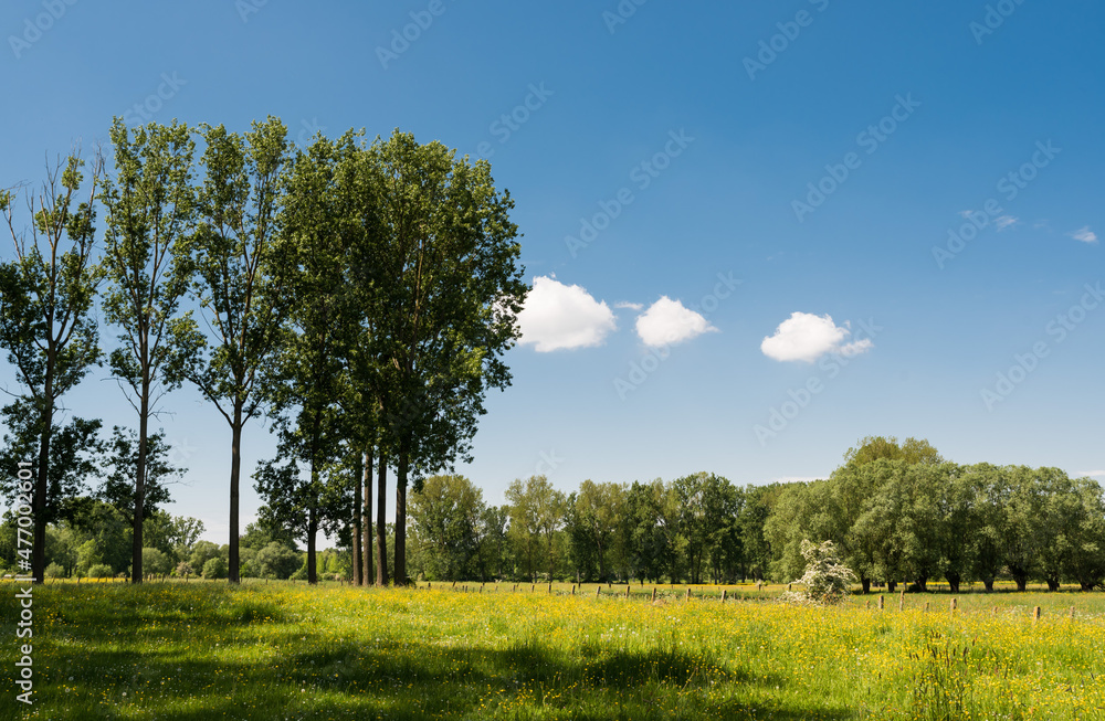 Green meadow with blooming grasses and trees at the Flemish countryside around Gooik, Belgium Green meadow with blooming grasses and trees at the Flemish countryside around Gooik, Belgium
