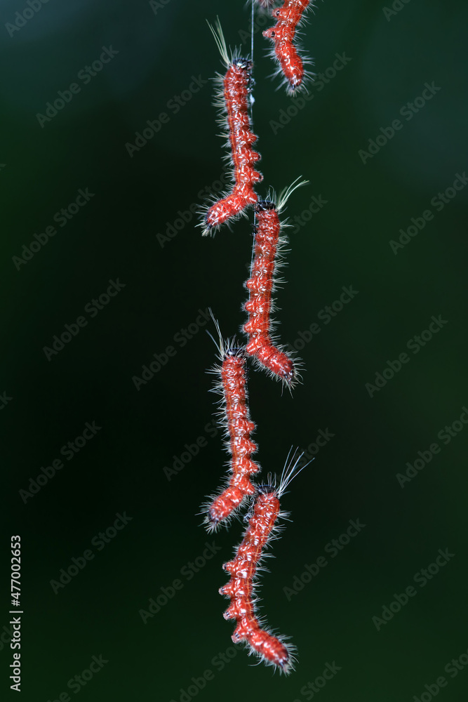 Lepidoptera larvae in the wild, North China Lepidoptera larvae in the wild, North China