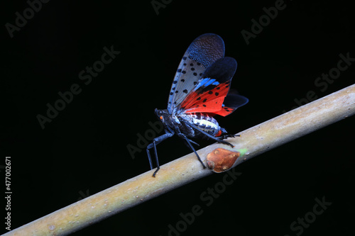 Hemiptera wax Cicadellidae insects on wild plants, North China photo