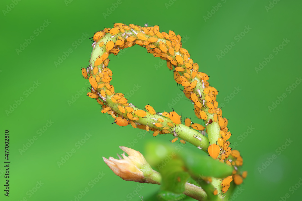Obraz premium Aphids in the wild, North China
