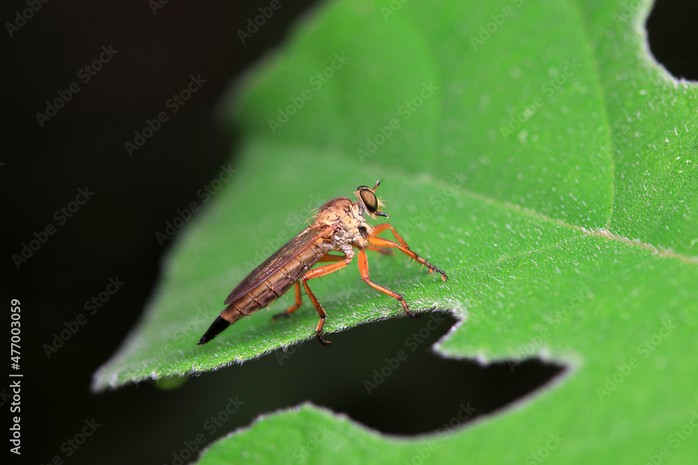 Insectivorous Gadfly in the wild, North China Insectivorous Gadfly in the wild, North China
