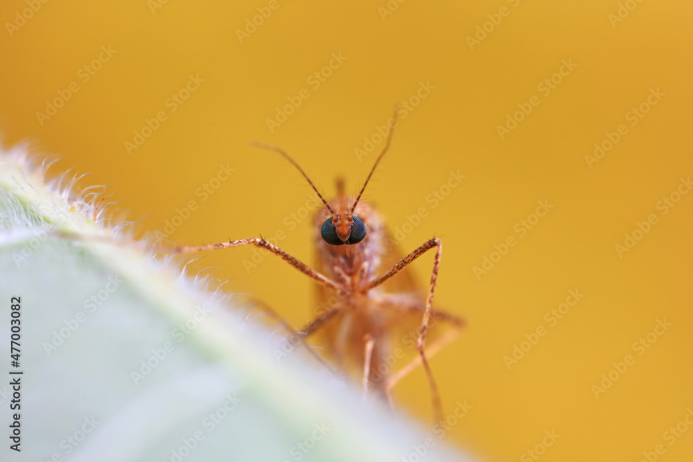 mosquito insect in the wild, North China mosquito insect in the wild, North China