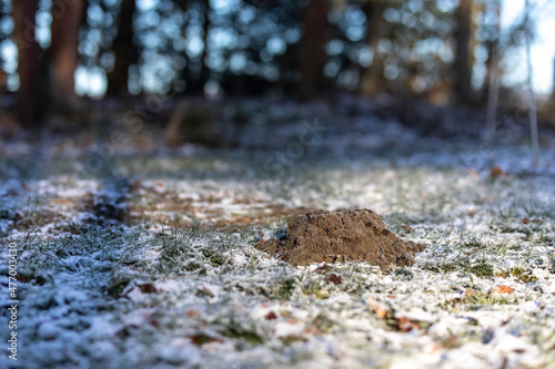 Maulwurfshaufen im Garten im Winter