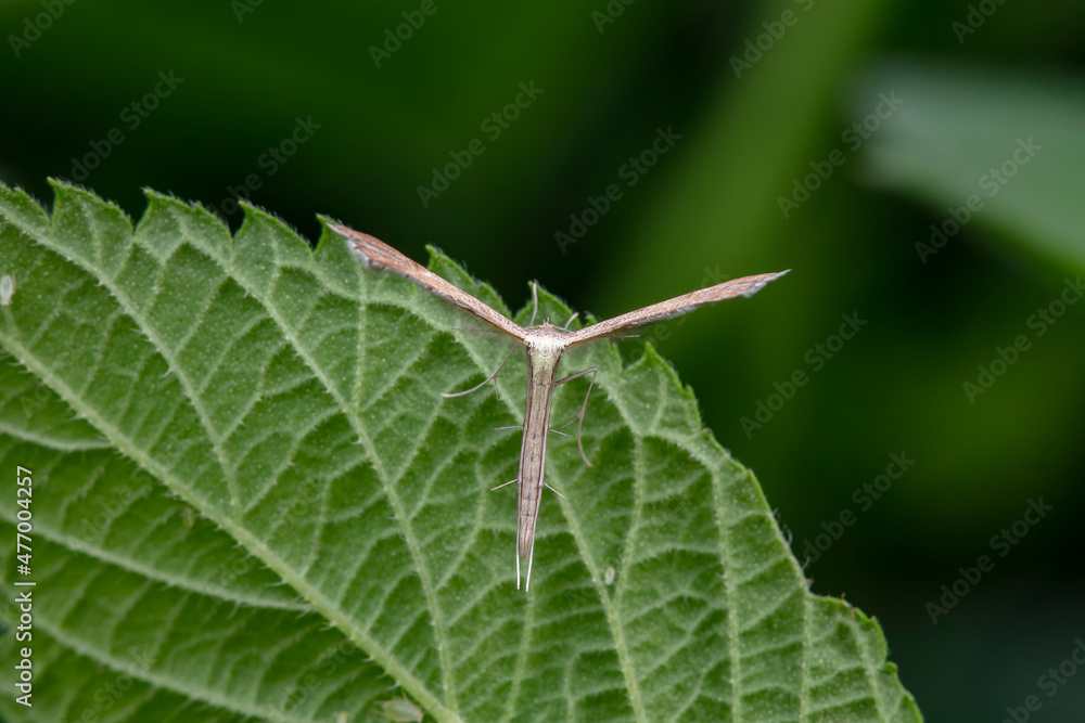 Lepidoptera insects in the wild, North China Lepidoptera insects in the wild, North China
